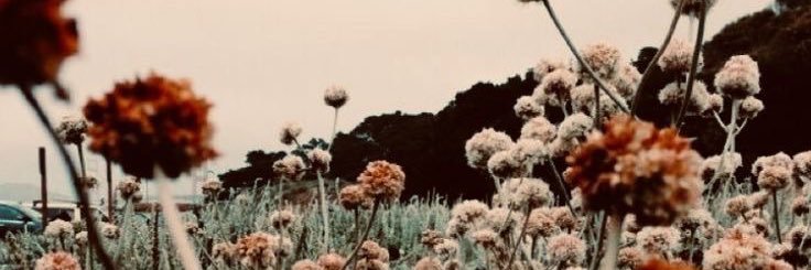 corarenee444's profile banner image