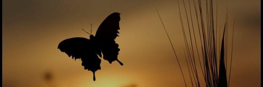 ingridcontrs's profile banner image