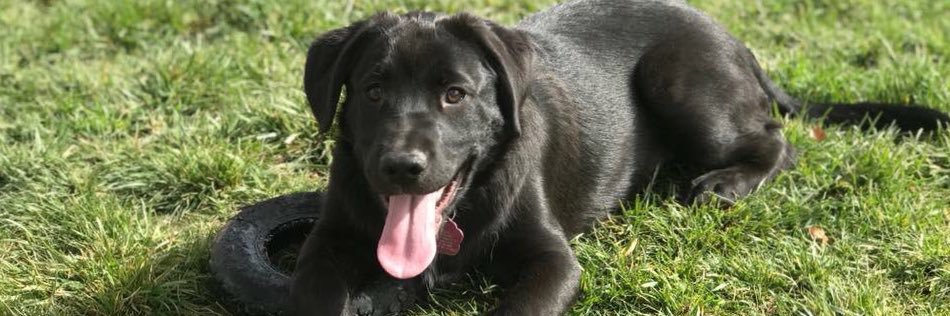 #TGOD PEDROBEAR97 banner