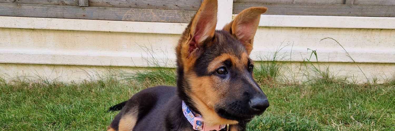 Nathan Gregory banner