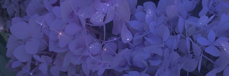 .。o○ banner