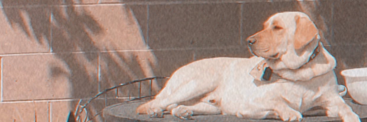 thiccbrownmami's profile banner image