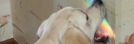 Teratomar's profile banner image