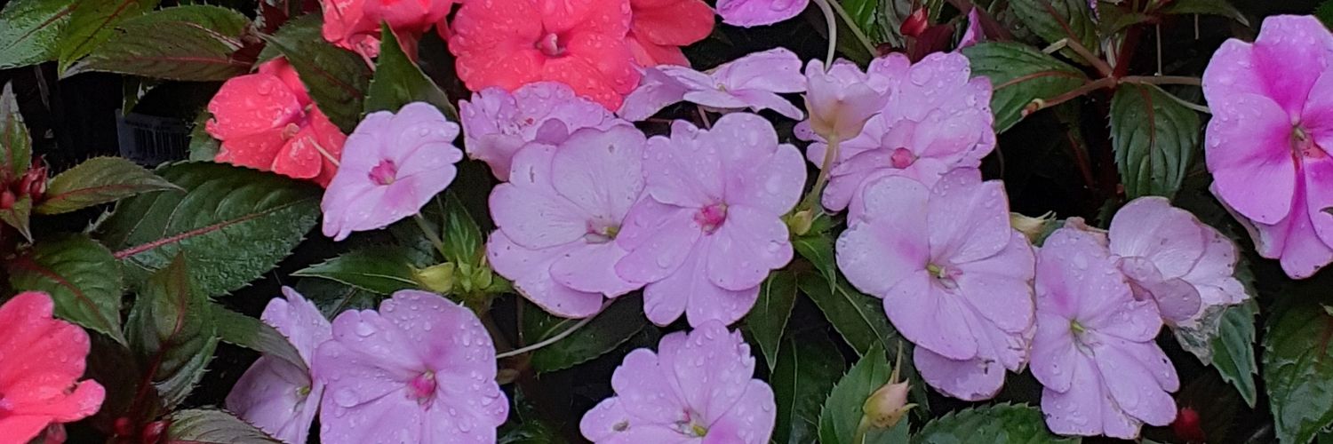 qdbrubs's profile banner image