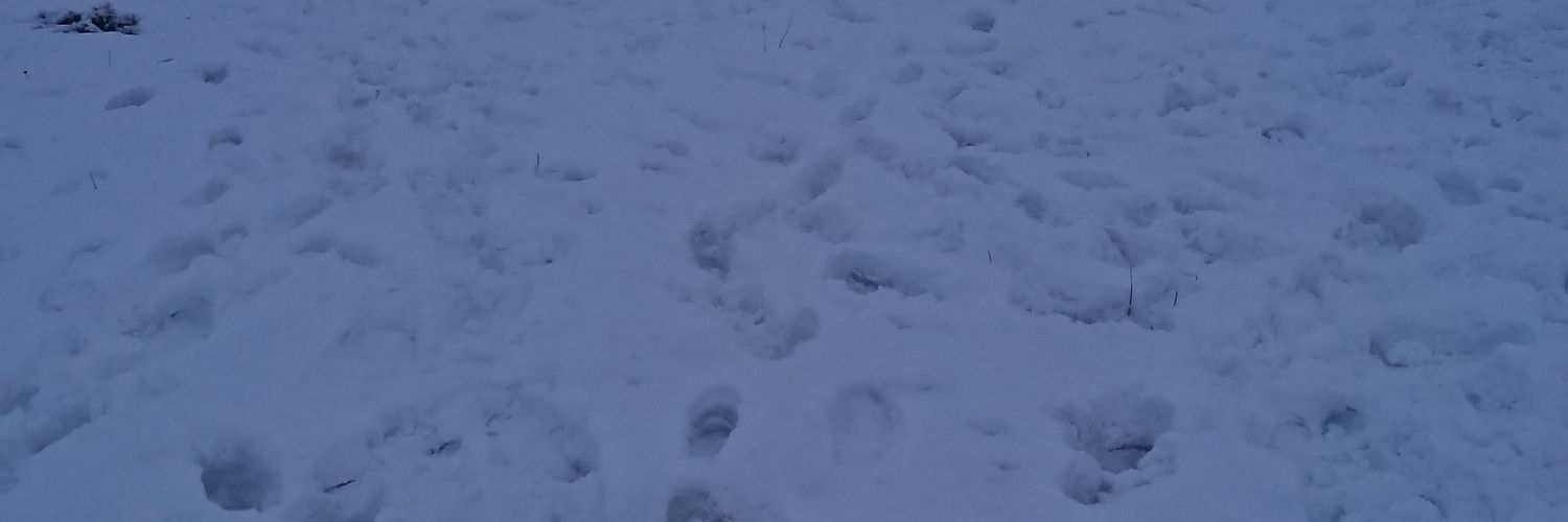 sinoss21's profile banner image