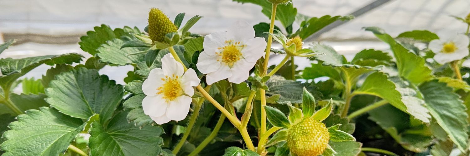 ヲシ🍓's banner