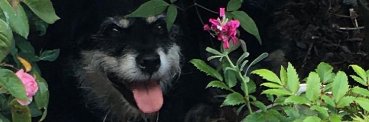 mostydog's profile banner image