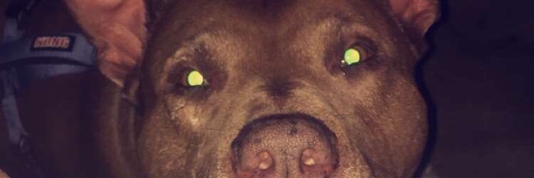 SydneySkinner2's profile banner image