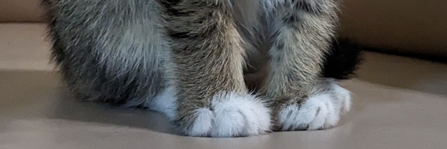 Spooky Pookie 🧛👻🎃🦇's banner