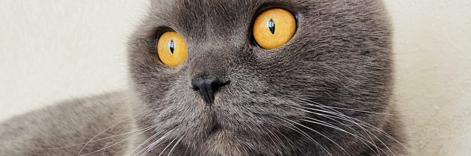 gzdeyula's profile banner image