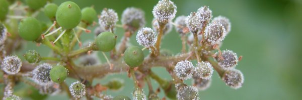 PacoDelmotte Profile Banner