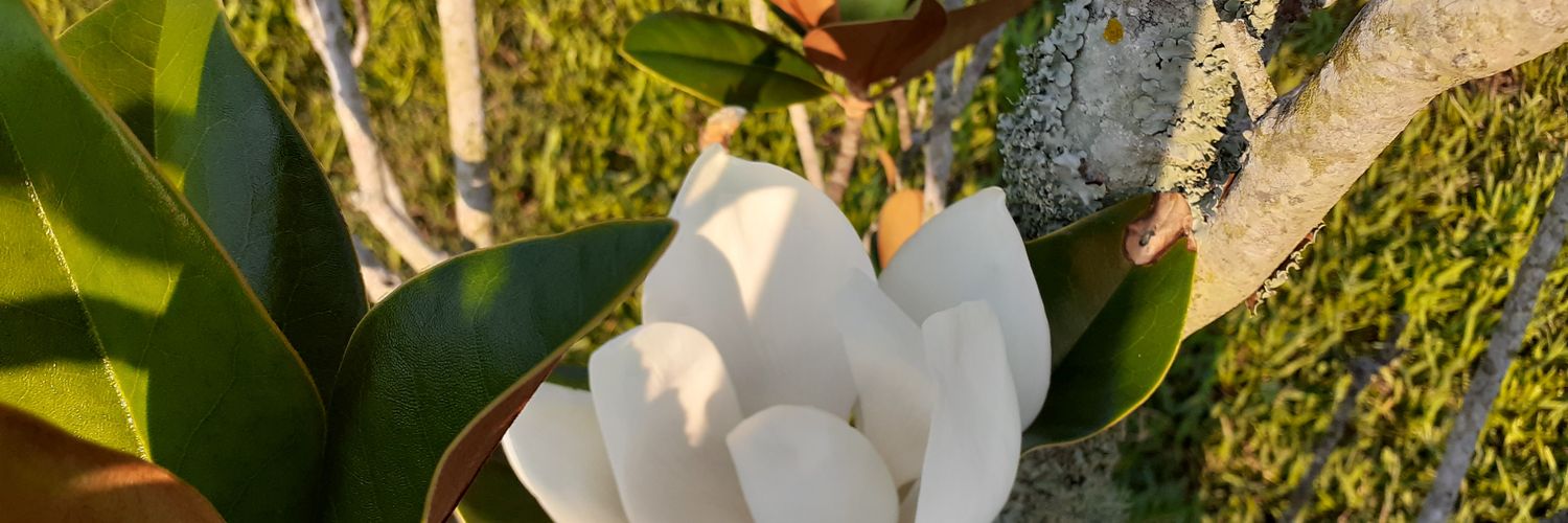 Barahonamia's profile banner image