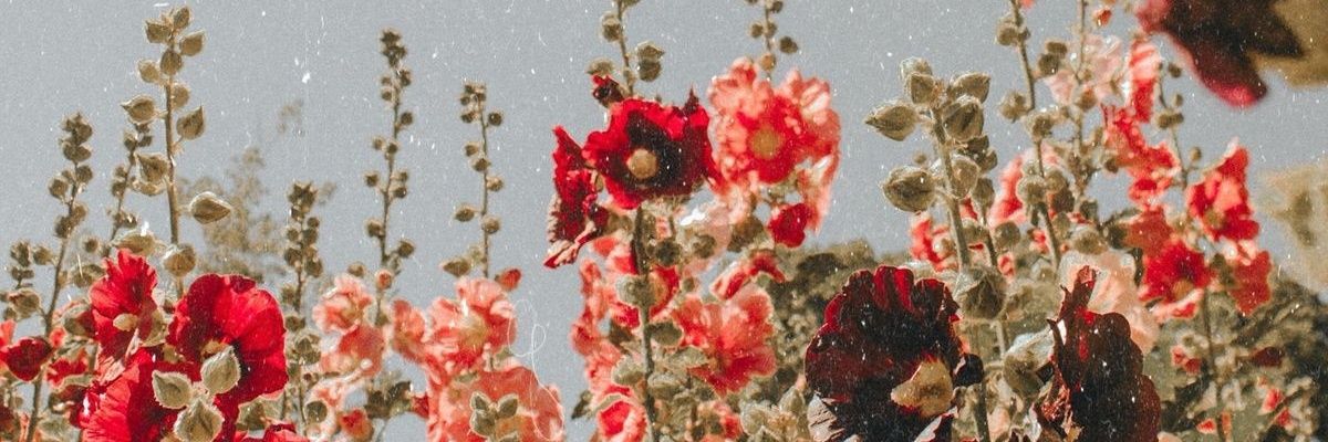 patsalexandre's profile banner image