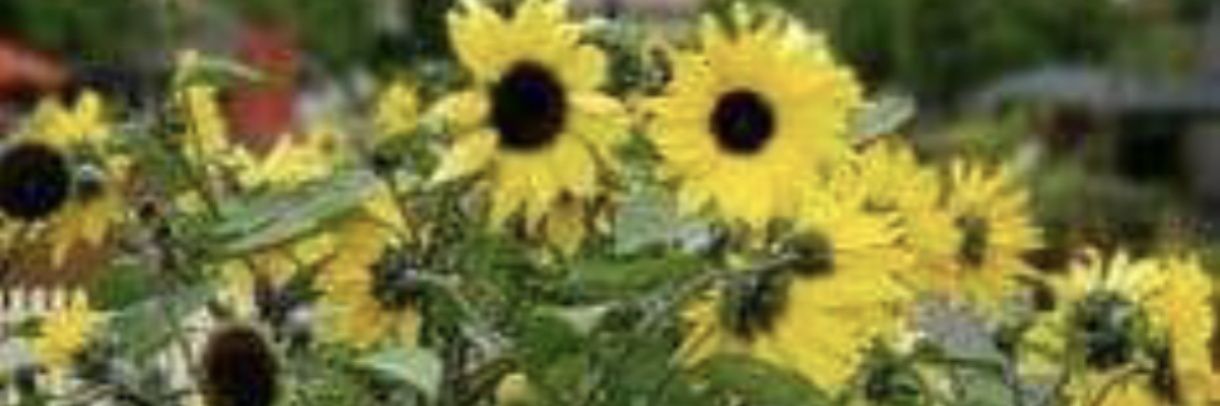 gardiniasyria's profile banner image