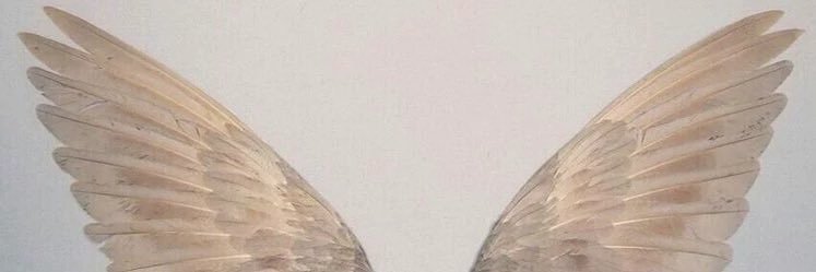 sweetlewild's profile banner image