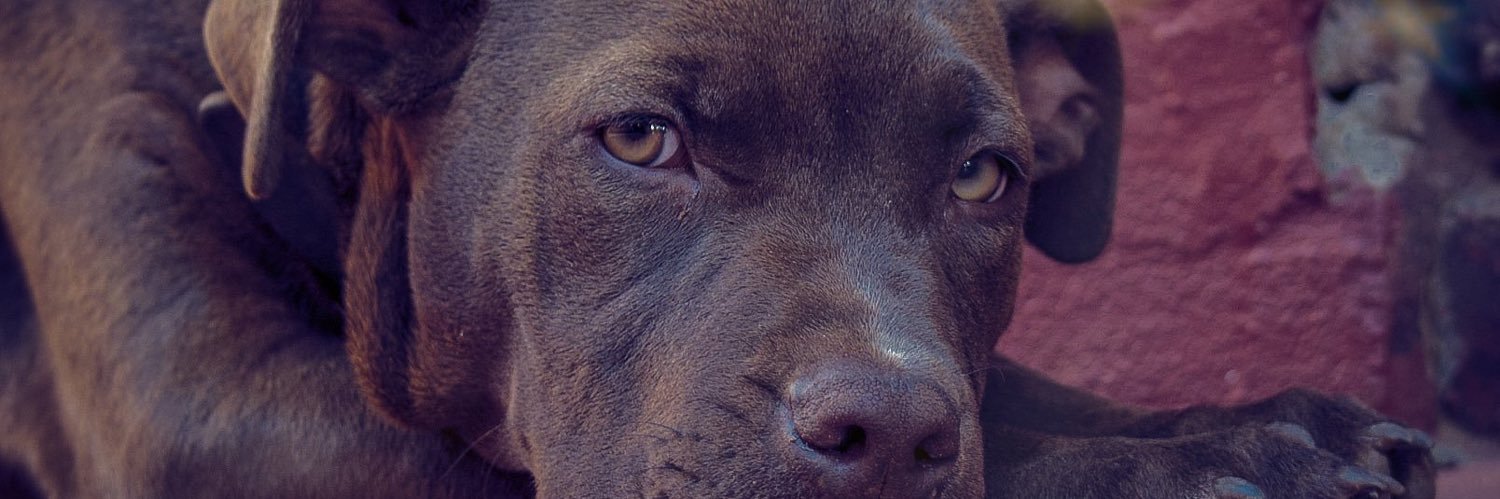 🅿️LUTO💫 banner