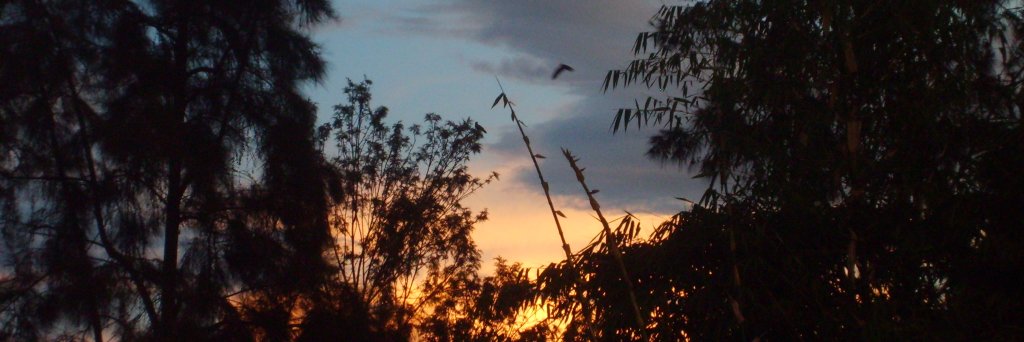 Kirrily Pells banner