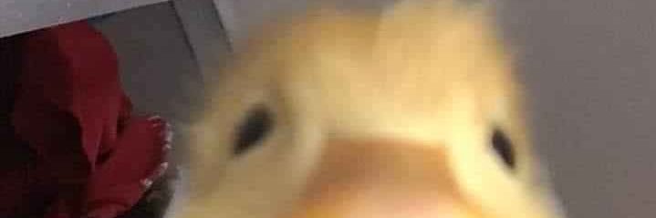 lujunquera's profile banner image