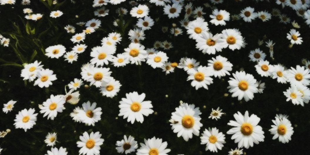 Andrea banner