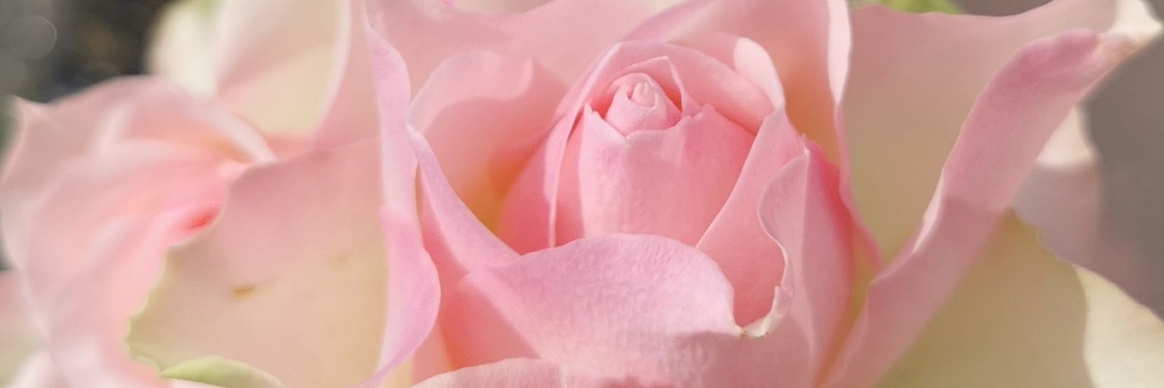 cathyritaine's profile banner image