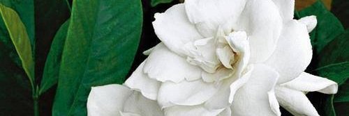 misk1971's profile banner image