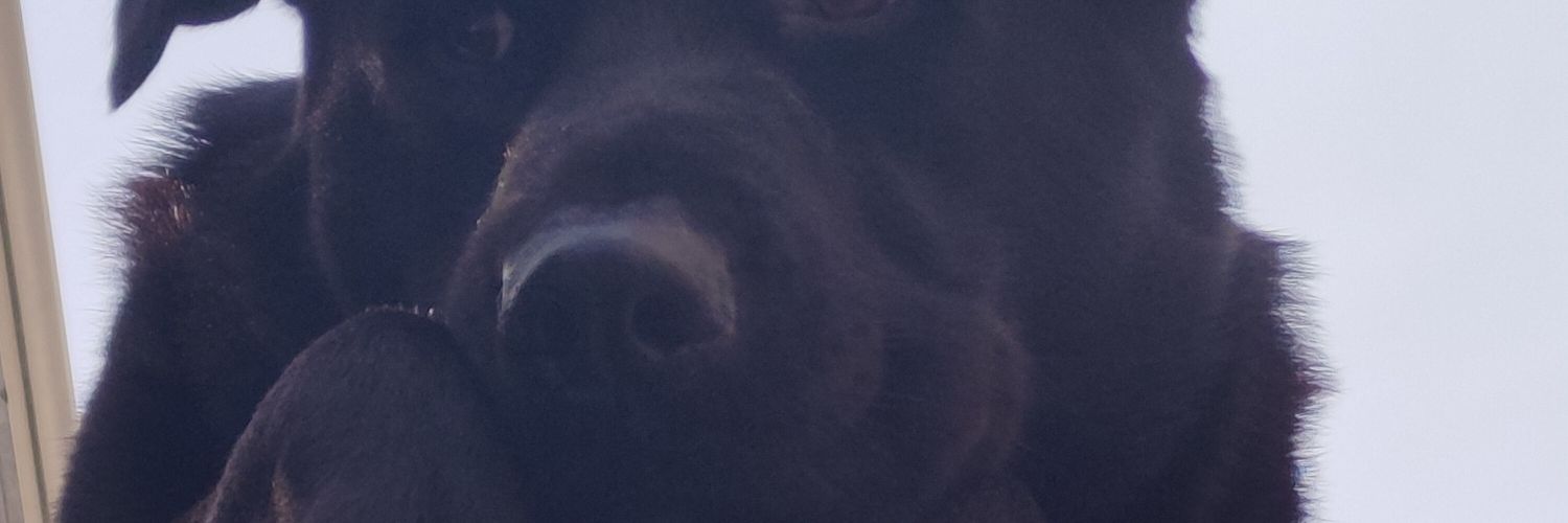 CapoWaldone's profile banner image