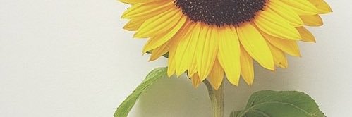 NatPheteau's profile banner image