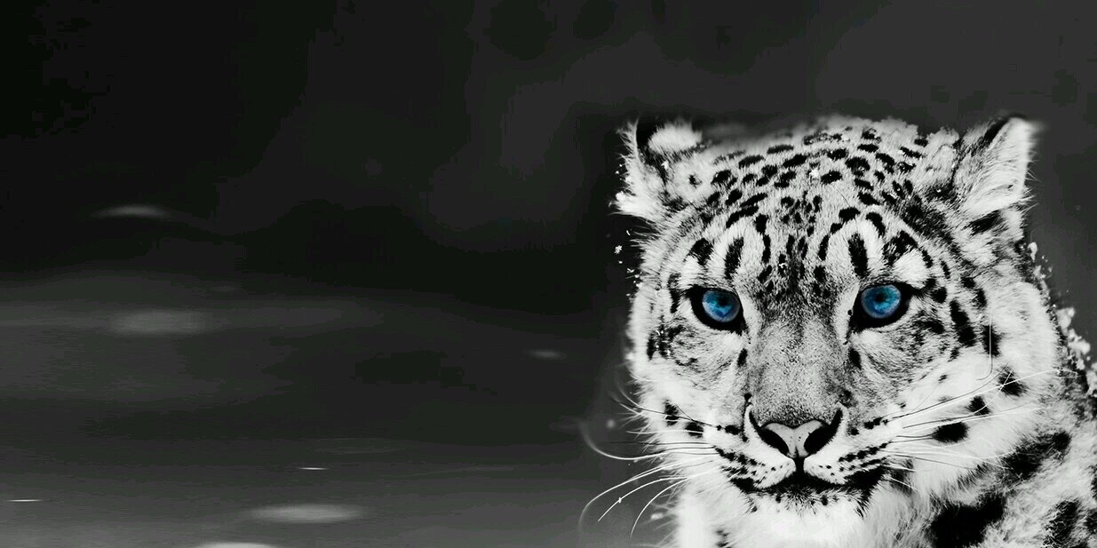 Taylor_cfc1998's profile banner image