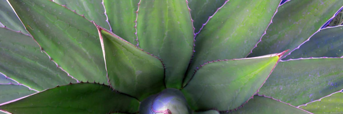 pacoy75's profile banner image