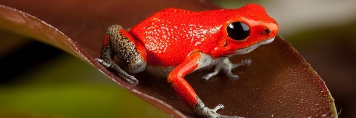 TheRedFroggie's profile banner image