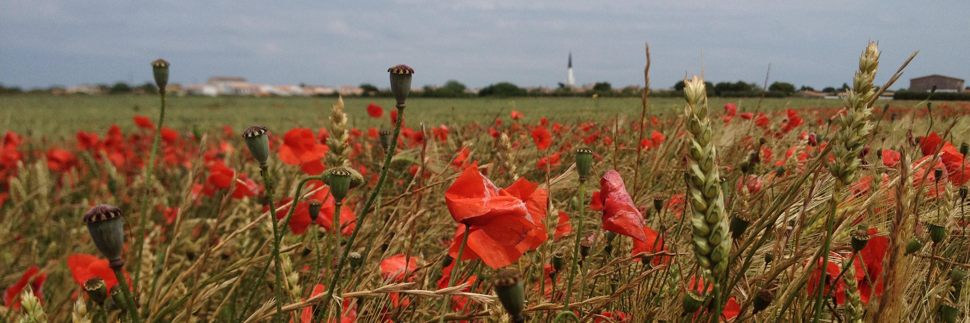 Rémi Certain banner