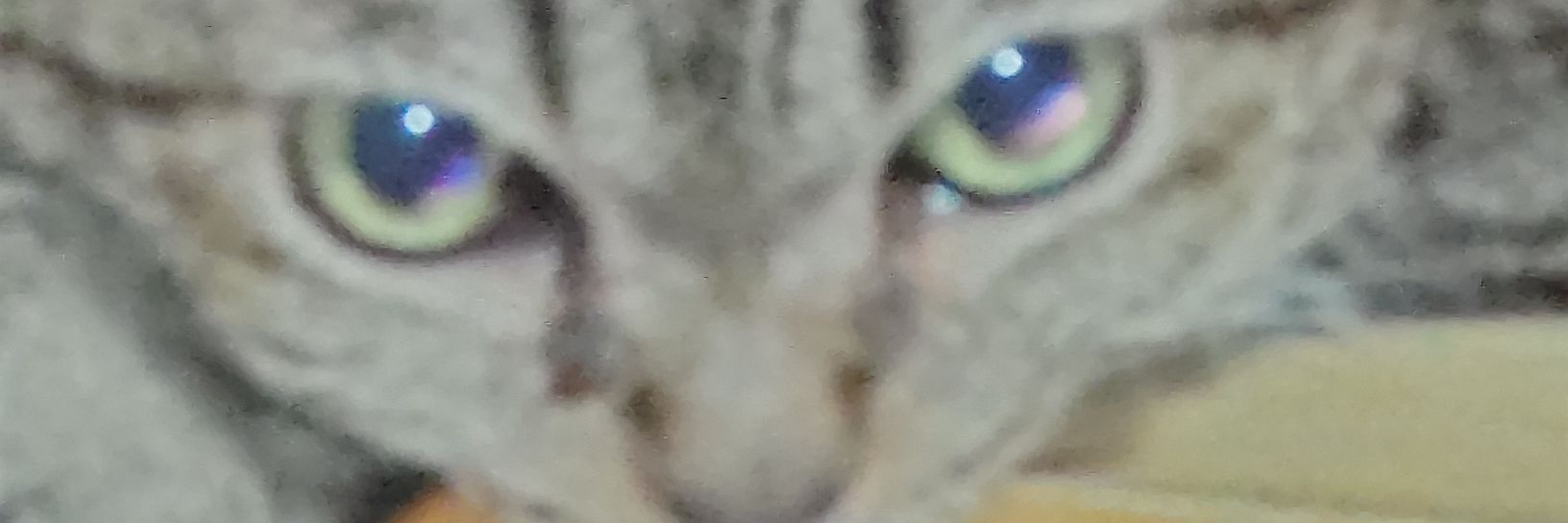 2185Rid's profile banner image