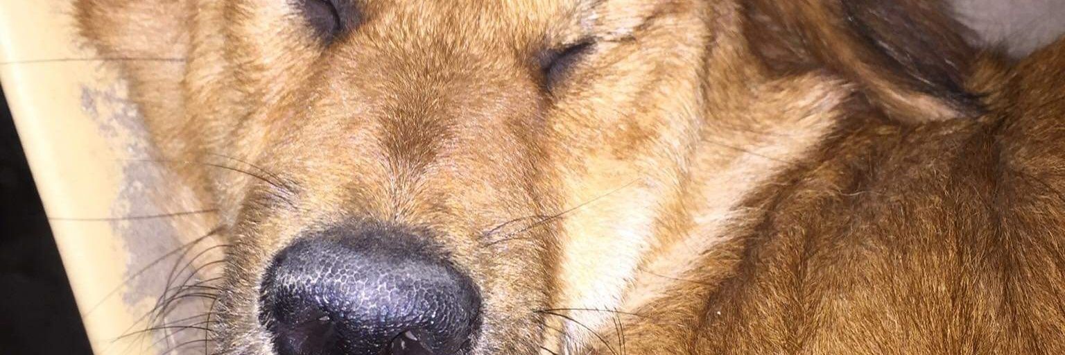 mrybgl's profile banner image