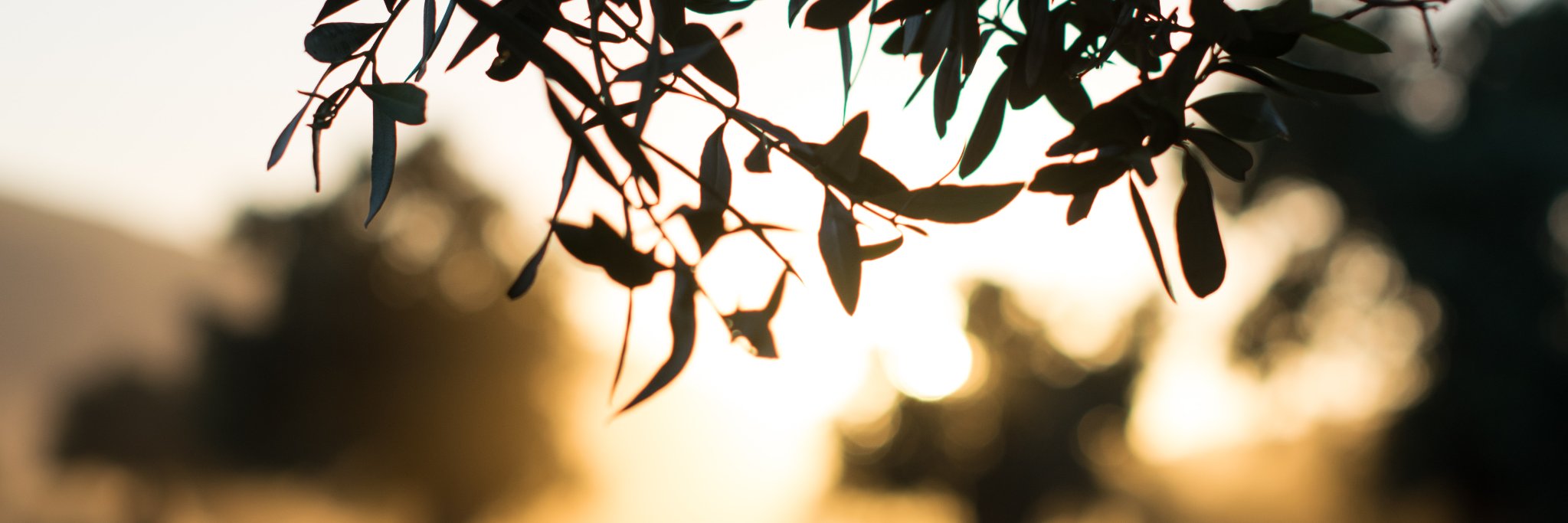 Ebba Tellander banner