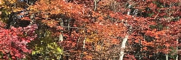 lmbc18's profile banner image