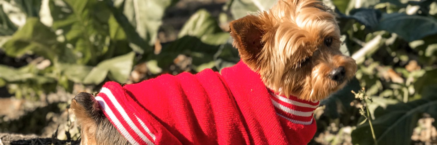 DezaHoffmann's profile banner image
