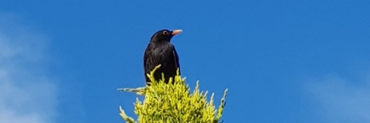 Stéphanie Exbrayat banner