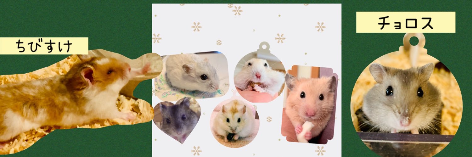 マイコ@ハムスター&モルモット banner