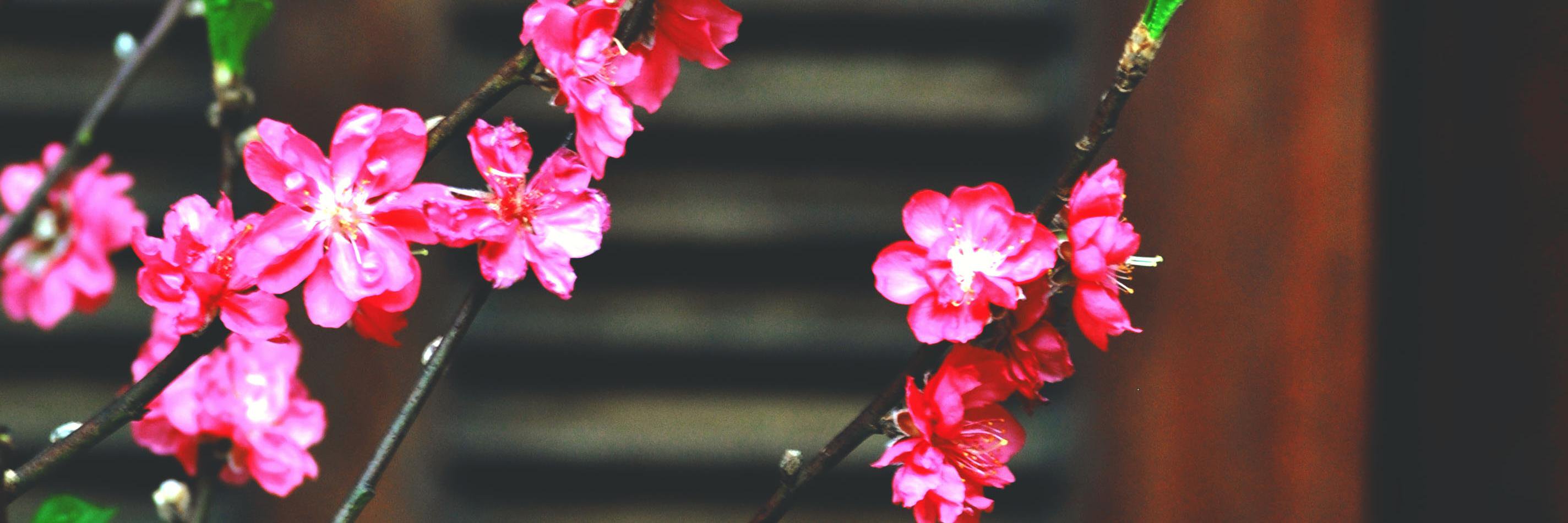 Clare Isobel Dreyer banner