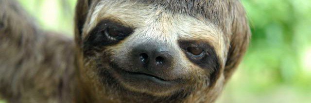 Lucy4animals's profile banner image