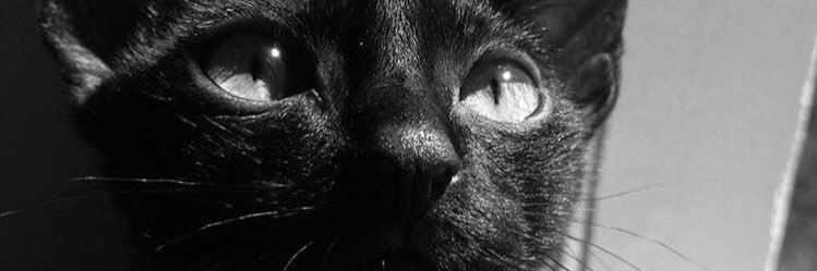 mclarapmendes's profile banner image