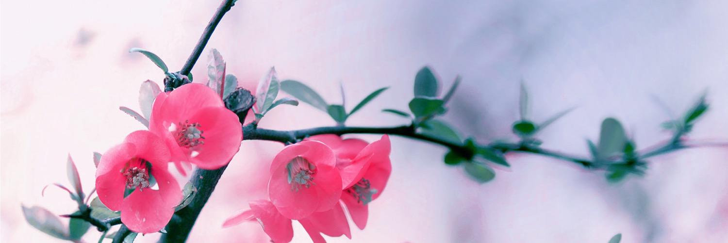 saaramau's profile banner image