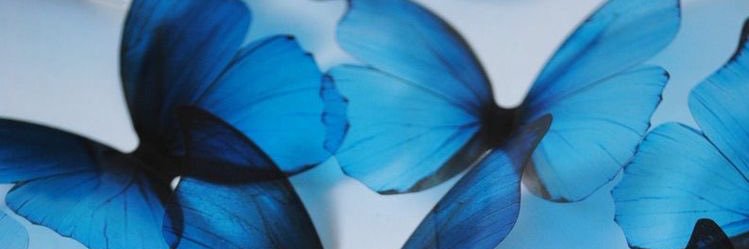 BassBella's profile banner image