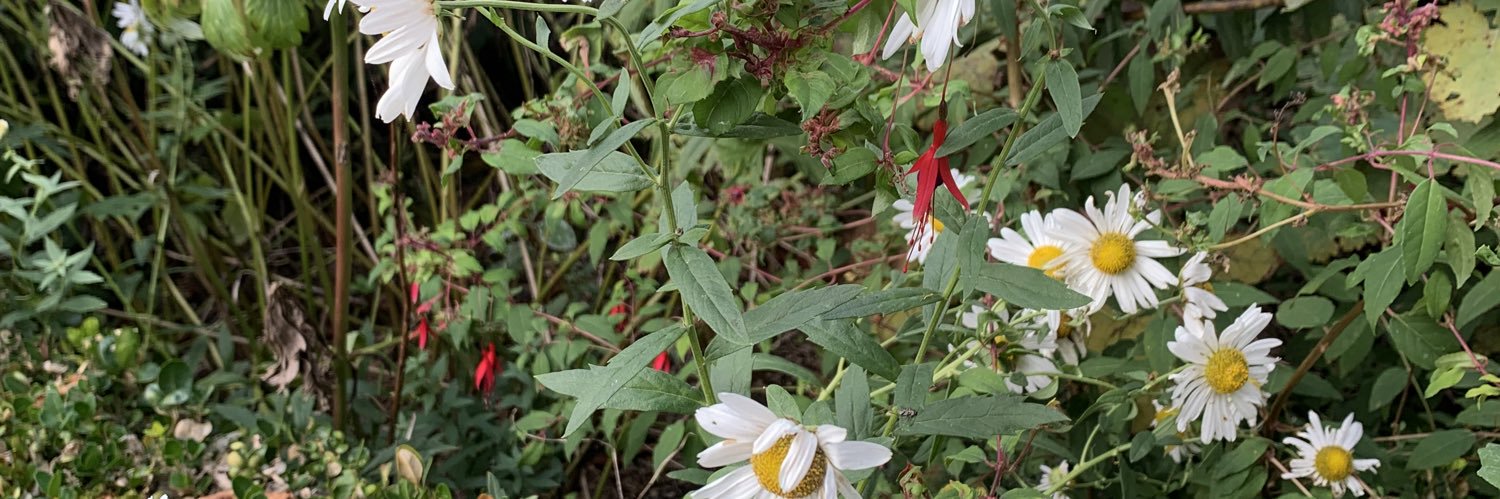 marie-pierre limoge banner