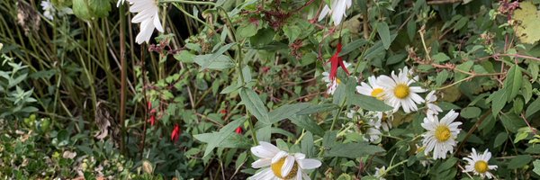 mplimoge Profile Banner