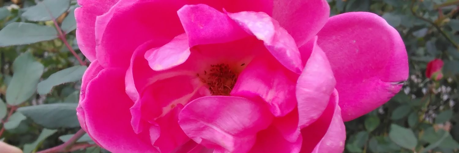 Grace_LifeBlog's profile banner image