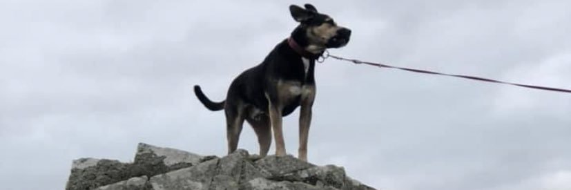 LayahSampson's profile banner image