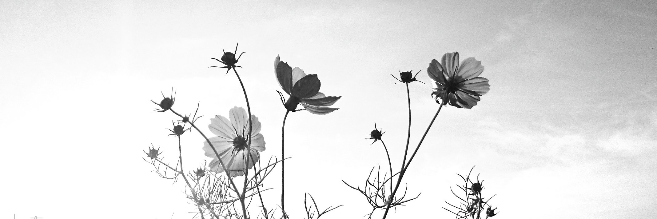 ke_tan's profile banner image