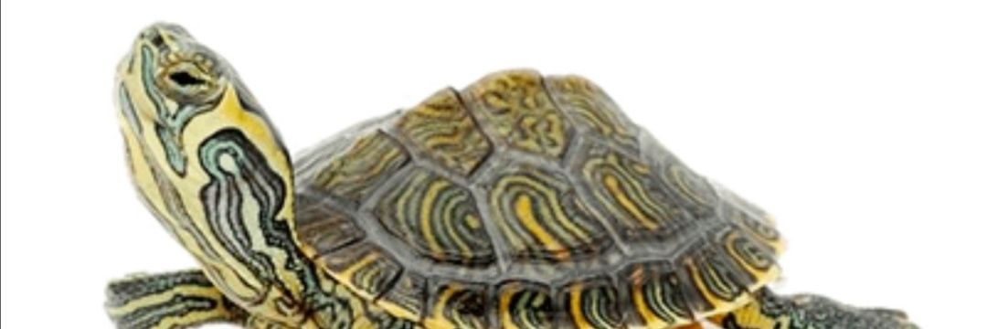 pauloare's profile banner image
