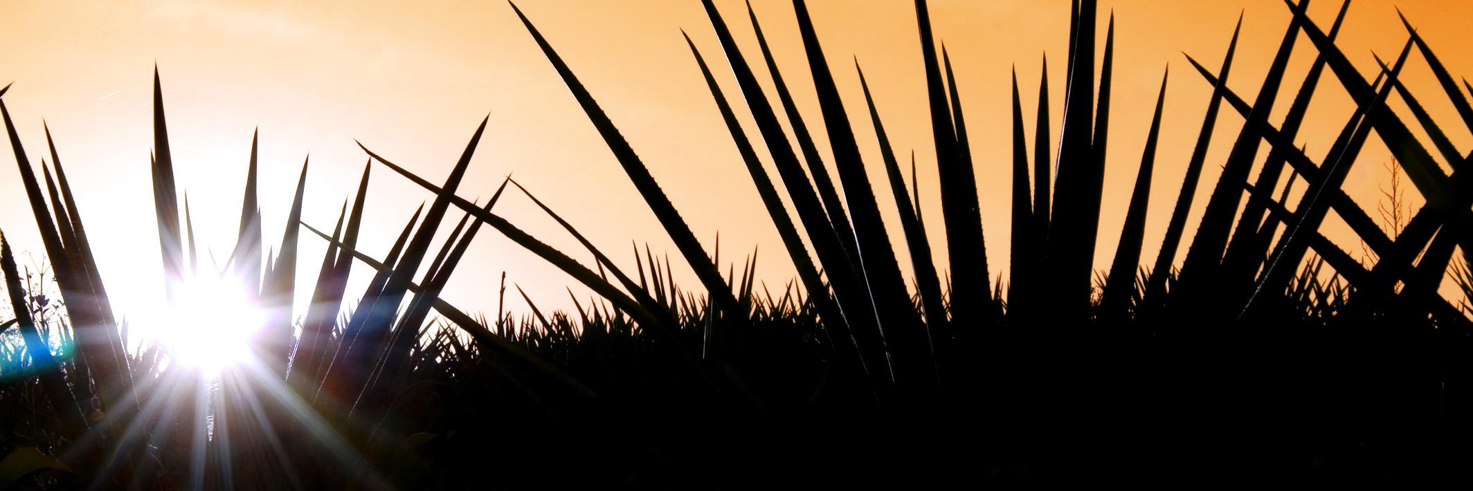 Agave Underground banner
